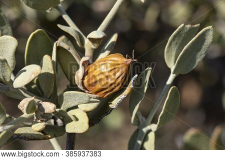 Macro Closeup Ripe Simmondisa Chinensis Jojoba Seed On Stem In Natural Environment