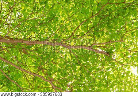 Green Leaves In Nature On  Tree In White Background. Terminalia Ivorensis Chev Tree.