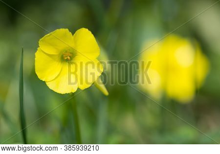 Photos Of Yellow Flowers Growing In The Countryside