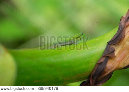 A Green Gecko On A Bamboo Against A Green Background