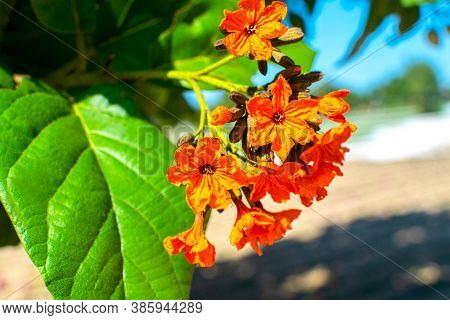 Beautiful Orange Hedge Flower, Weeping Lantana, Lantana Camara Linn In A Tropical Park In Dubai.