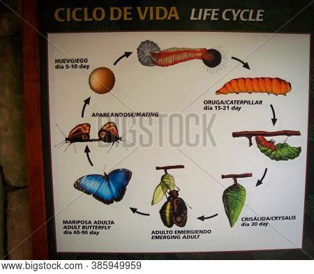 Life Circle Of A Blue Butterfly. Ciclo De Vida