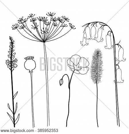 Field Herbs Poppy, Bellflower, Dill, Flax And Stems. Set Of Hand Drawn Vector Illustration Isolated 