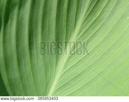 Abstract Striped Green Natural Background, Details Of Banana Leaf Or Hosta. Vintage Tone With Soft F