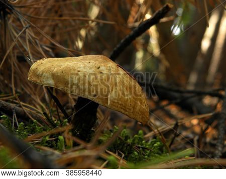 Beautiful Mushrooms Grow In The Forest. Autumn Mushroom Picking