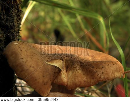 Beautiful Mushrooms Grow In The Forest. Autumn Mushroom Picking
