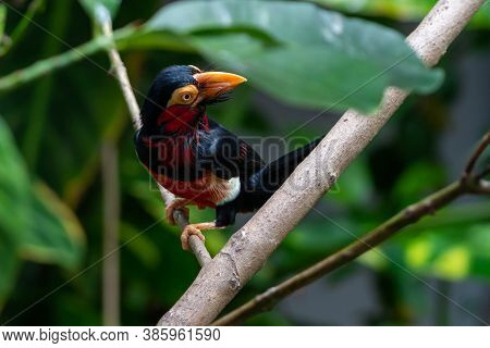 A Bearded Barbet (lybius Dubius) Or An African Barbet Perched In Rainforest Tree Looking Around. Rel