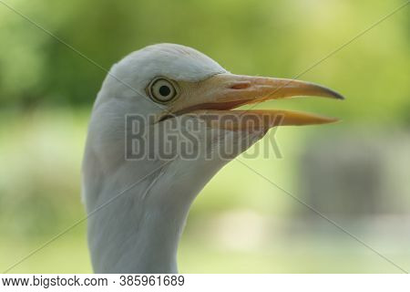 A Close Up Of The Head Of A Cattle Egret (bubulcus Ibis) With A Soft Green Background.