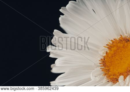 Aster Ericoides, Symphyotrichum Ericoides, White Heath Aster Macro Shot. Soft Focus