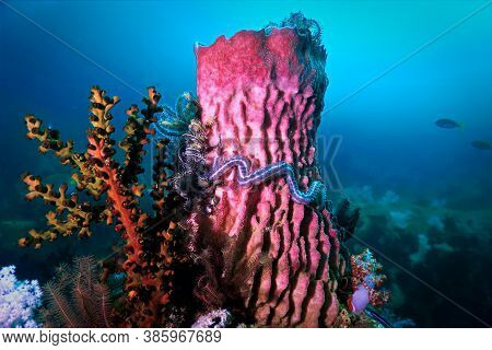 Underwater Photo A Barrel Sponge And Coral Reef. From A Scuba Dive At Koh Lipe In Thailand.