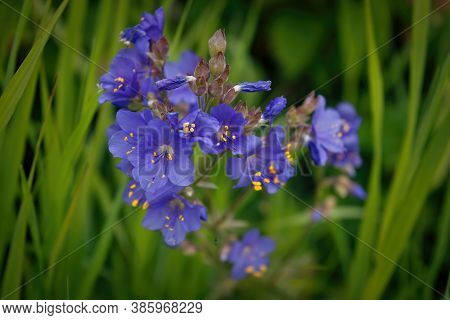 Polemonium Caeruleum, Known As Jacobs-ladder Or Greek Valerian Close-up.