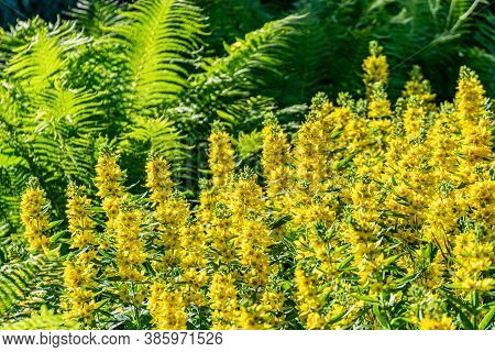 Garden Loafers Are Yellow In Bloom. Beautiful Yellow Flowers Close-up On A Fern Background.