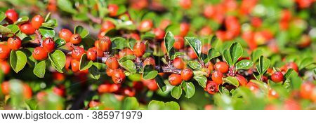 Many Red Fruits On The Branches Of A Cotoneaster Horizontalis Bush In The Garden In Autumn. Natural 