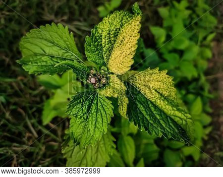 Ageratum Conyzoides Is Native To Tropical America, Especially Brazil, And Considered An Invasive Wee
