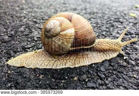 Small Garden Snail In Shell Crawling On Wet Road, Slug Hurry Home. Snail Slug Consist Of Edible Tast