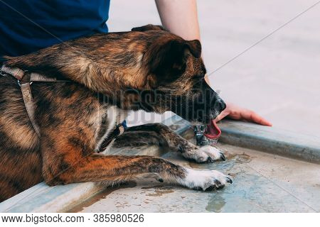 Brown Dog Drinks Water From A Drinking Fountain. Dog Thirst Quencher. Walking The Dog Owner On The S