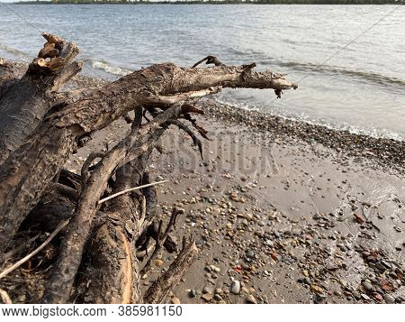 Driftwood Tree On The Beach Near River