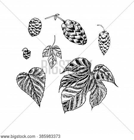 Hop Plant Sketch. Art Design Element Monochrome Stock Vector Illustration For Product Design, For Pa