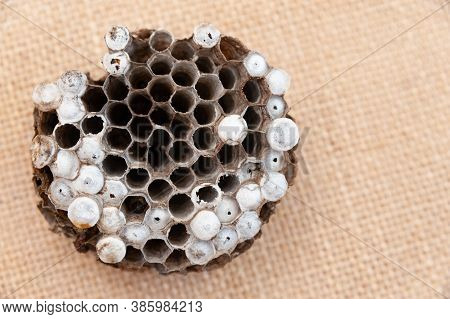Wasp Nest With Larva Isolated On Jute Background - Asian Giant Hornet Or Japanese Giant Hornet (vesp