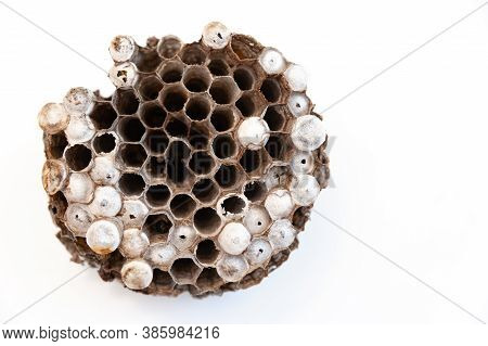 Wasp Nest With Larvae Isolated On White Background - Asian Giant Hornet Or Japanese Giant Hornet (ve