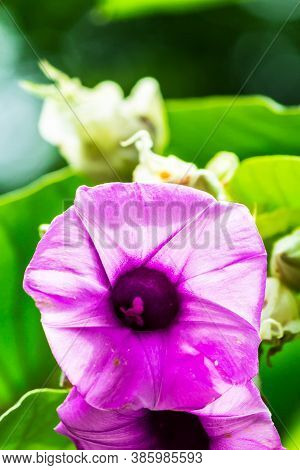 Elephant Creeper Flowers Blooming In Beauty Cozy Home Flower Garden On Summer.