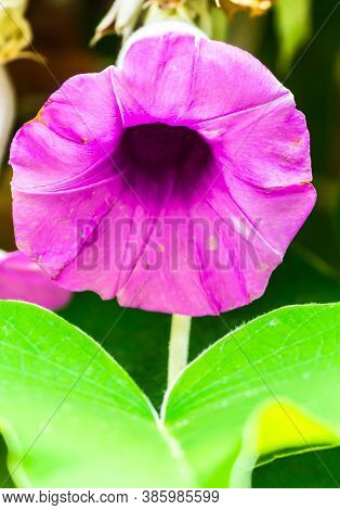 Elephant Creeper Flowers Blooming In Beauty Cozy Home Flower Garden On Summer.