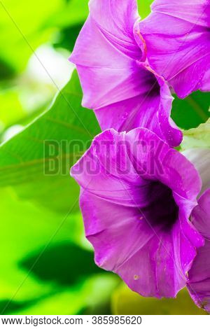 Elephant Creeper Flowers Blooming In Beauty Cozy Home Flower Garden On Summer.