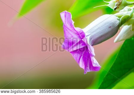 Elephant Creeper Flowers Blooming In Beauty Cozy Home Flower Garden On Summer.