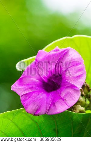 Elephant Creeper Flowers Blooming In Beauty Cozy Home Flower Garden On Summer.