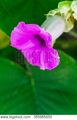 Elephant Creeper Flowers Blooming In Beauty Cozy Home Flower Garden On Summer.