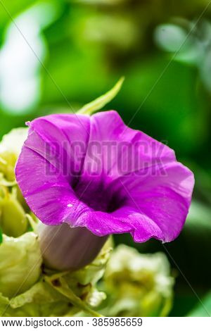 Elephant Creeper Flowers Blooming In Beauty Cozy Home Flower Garden On Summer.