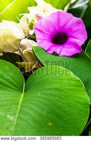 Elephant Creeper Flowers Blooming In Beauty Cozy Home Flower Garden On Summer.