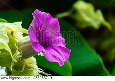 Elephant Creeper Flowers Blooming In Beauty Cozy Home Flower Garden On Summer.
