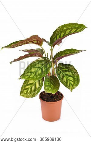 Exotic Houseplant Called 'calathea Flamestar'. Plant With Beautiful Striped Pattern In Flower Pot Is