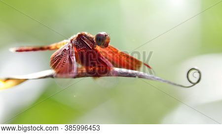 Red Dragonfly On A Leaf, Macro Photo Of This Gracious And Fragile Odonata Insect With Backlit On A G