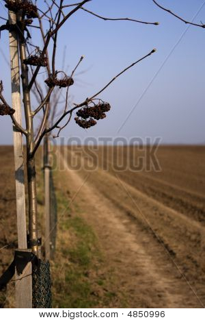 Chemin du retour et arbre