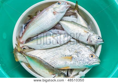 Fresh Fish In The Enamelware.