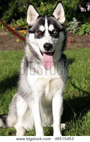 Siberian Husky