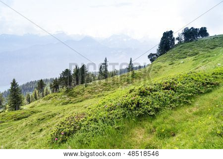 Un'immagine di un paesaggio bello a Beatenberg Svizzera