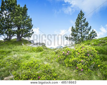 Un'immagine di un paesaggio bello a Beatenberg Svizzera