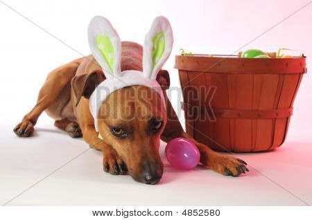Påske Bunny Doggie