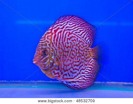 Pompadour fisk