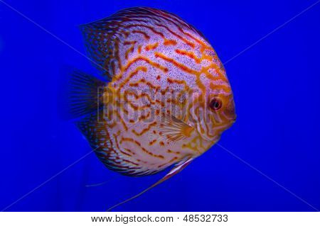 Pompadour fisk