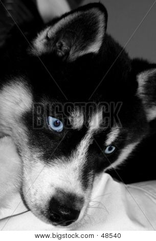 Husky