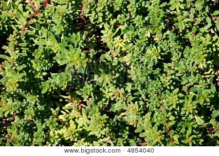 Myoporum Parvifolium