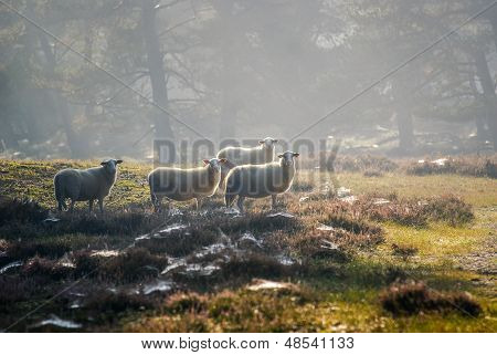 Schafe im frühen Morgenlicht
