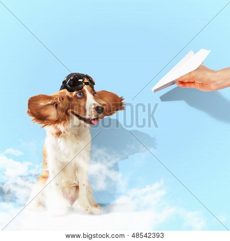 Perro spaniel graciosos