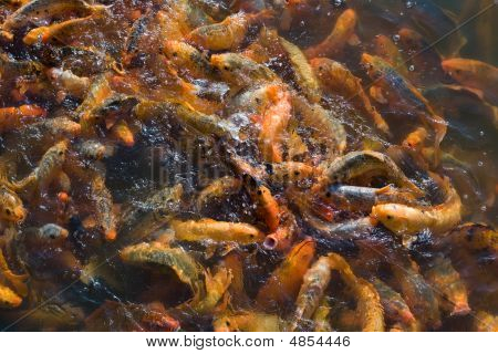 Poissons Koi