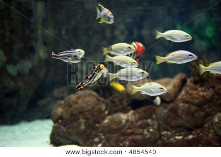 Oriental Sweetlips (plectorhinchus Orientalis)