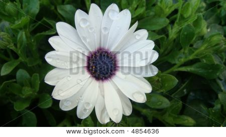 Weiße Blume